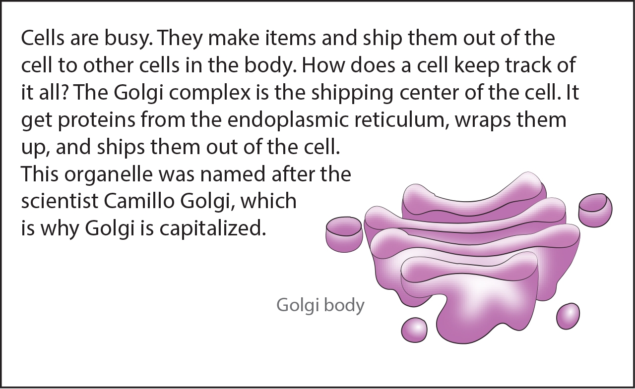 Golgi body pick up lines