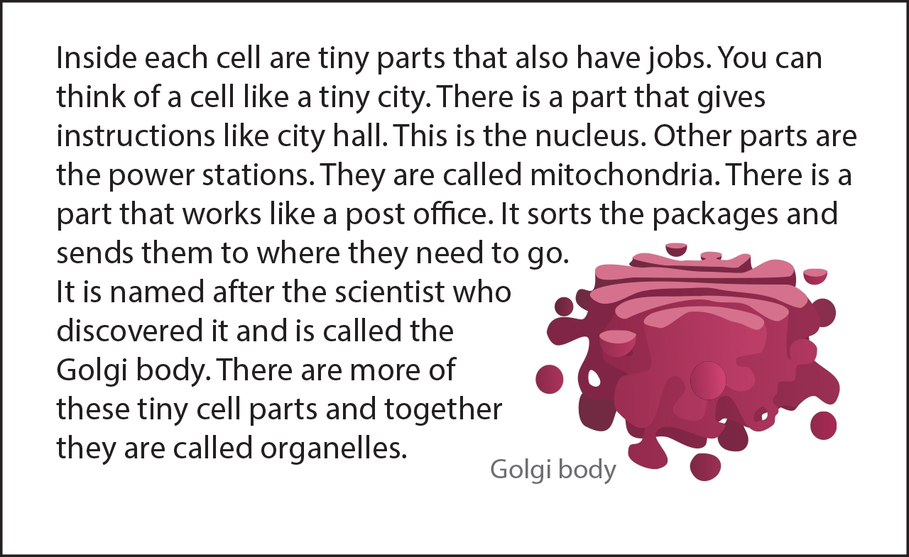 Golgi mitochondria bodies ppt presentation powerpoint pancakes modify molecules er sort transport stack cell package storage look